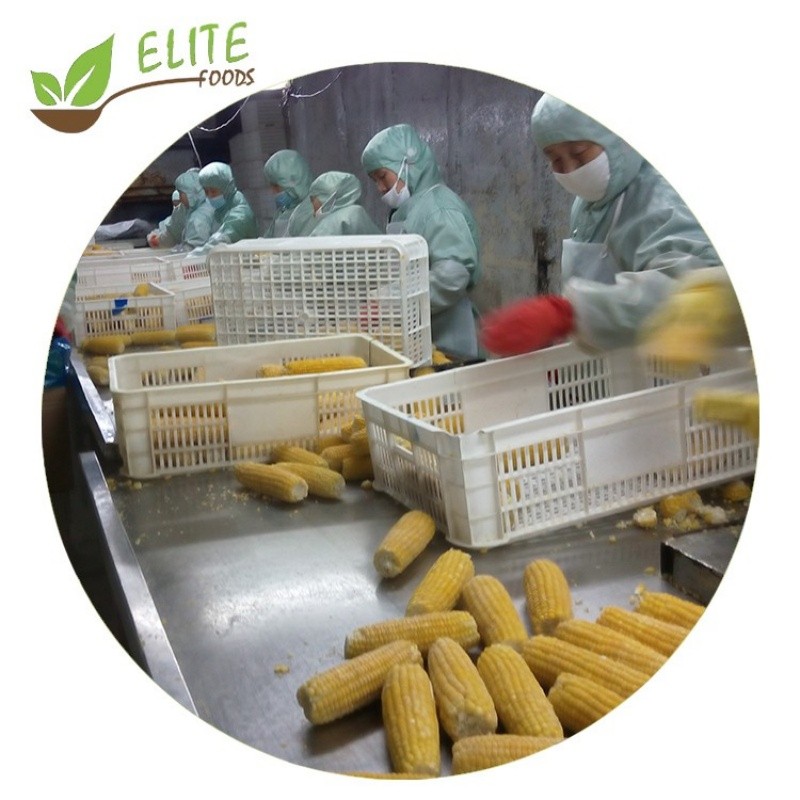 IQF Frozen Sweet Corn Cob