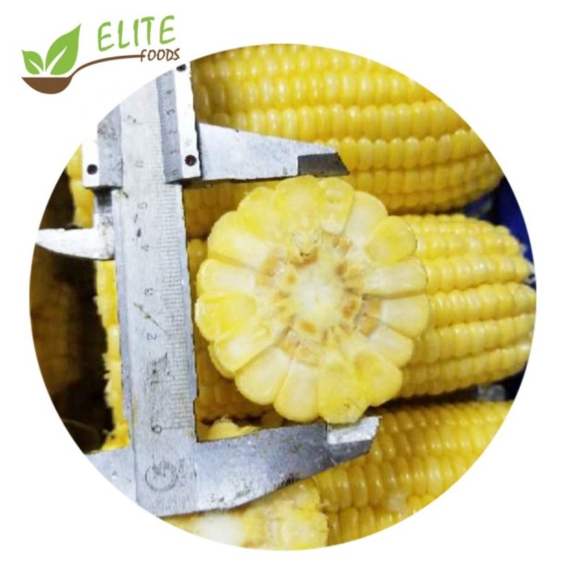 IQF Frozen Sweet Corn Cob