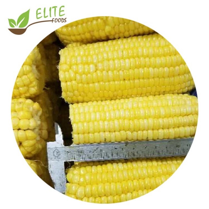 IQF Frozen Corn Cob