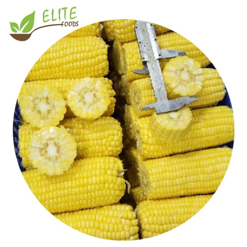 IQF Frozen Corn Cob