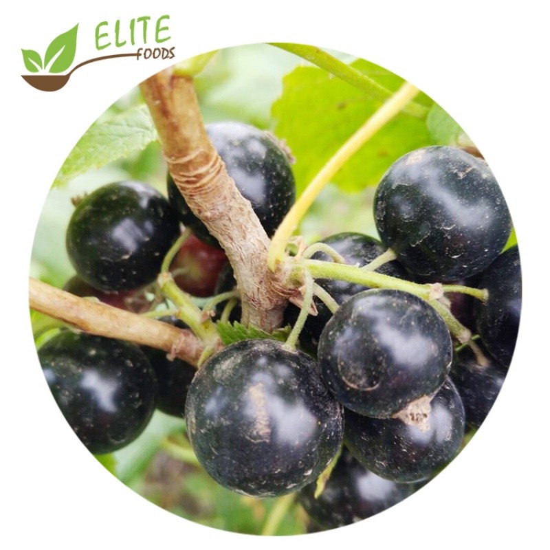 IQF Frozen Black Currant