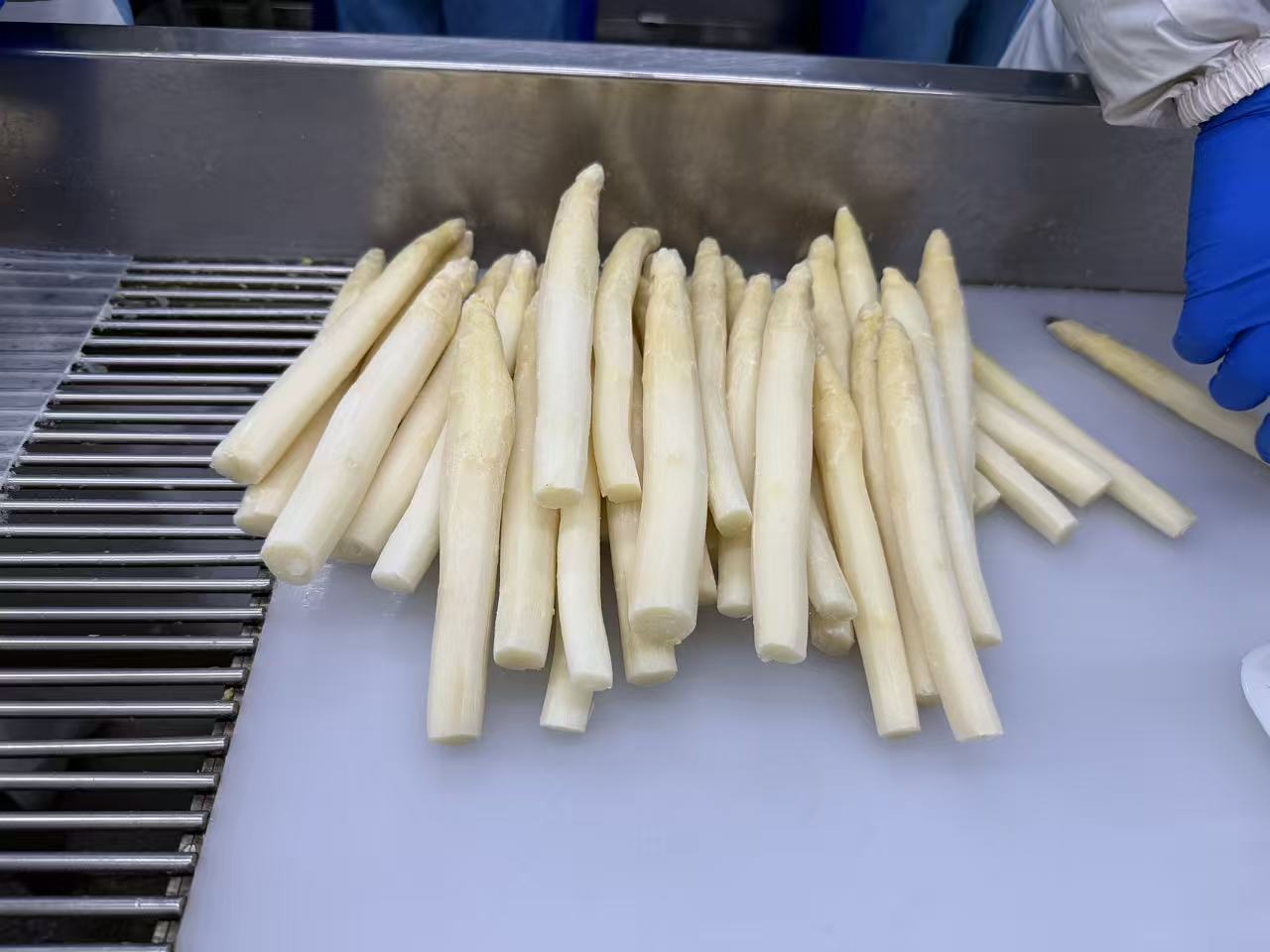 IQF Frozen Write Asparagus(图4) 1-260G314130X02.jpg