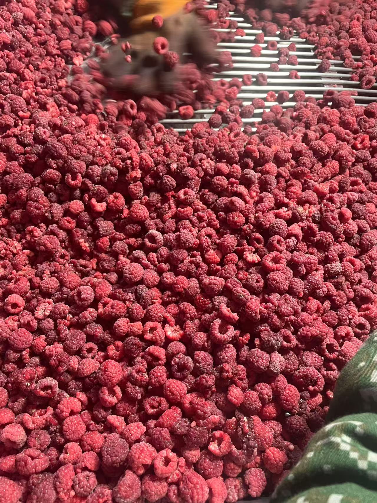 IQF Frozen Raspberry(图4)